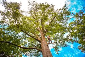 Trusted South Valley Stream, NY Tree Services Experts