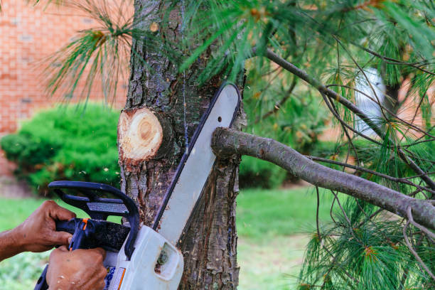 Lawn Pest Prevention in South Valley Stream, NY